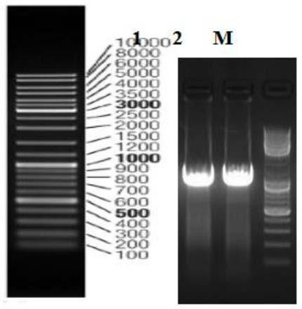 Lactic acid bacterium composition and application thereof