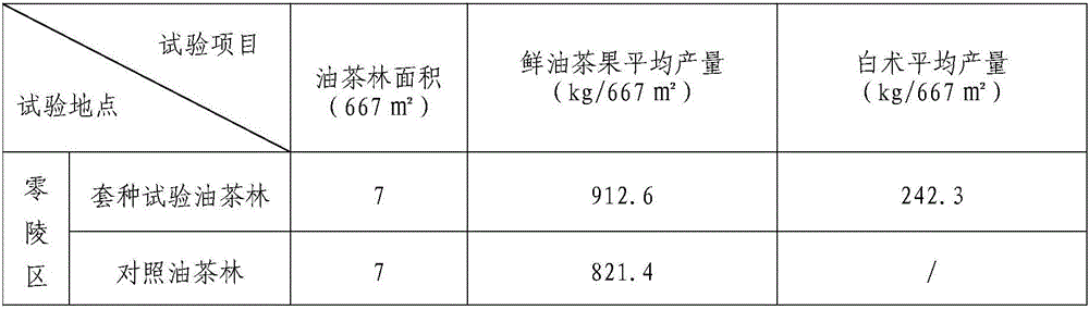 Method for interplanting atractylodes under oil tea forests