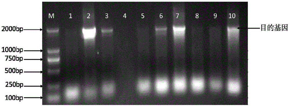 Promoter from rice and application thereof