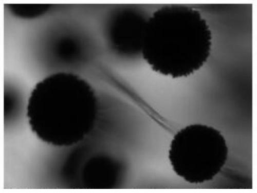 Aspergillus niger An-19 strain and its use and fermentation method for the production of lovastatin