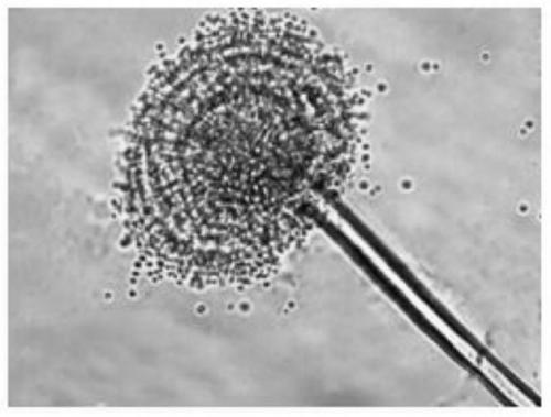 Aspergillus niger An-19 strain and its use and fermentation method for the production of lovastatin