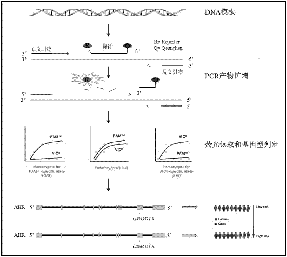 Primer set for detecting genotype of rs2066853 site and detection kit and application thereof