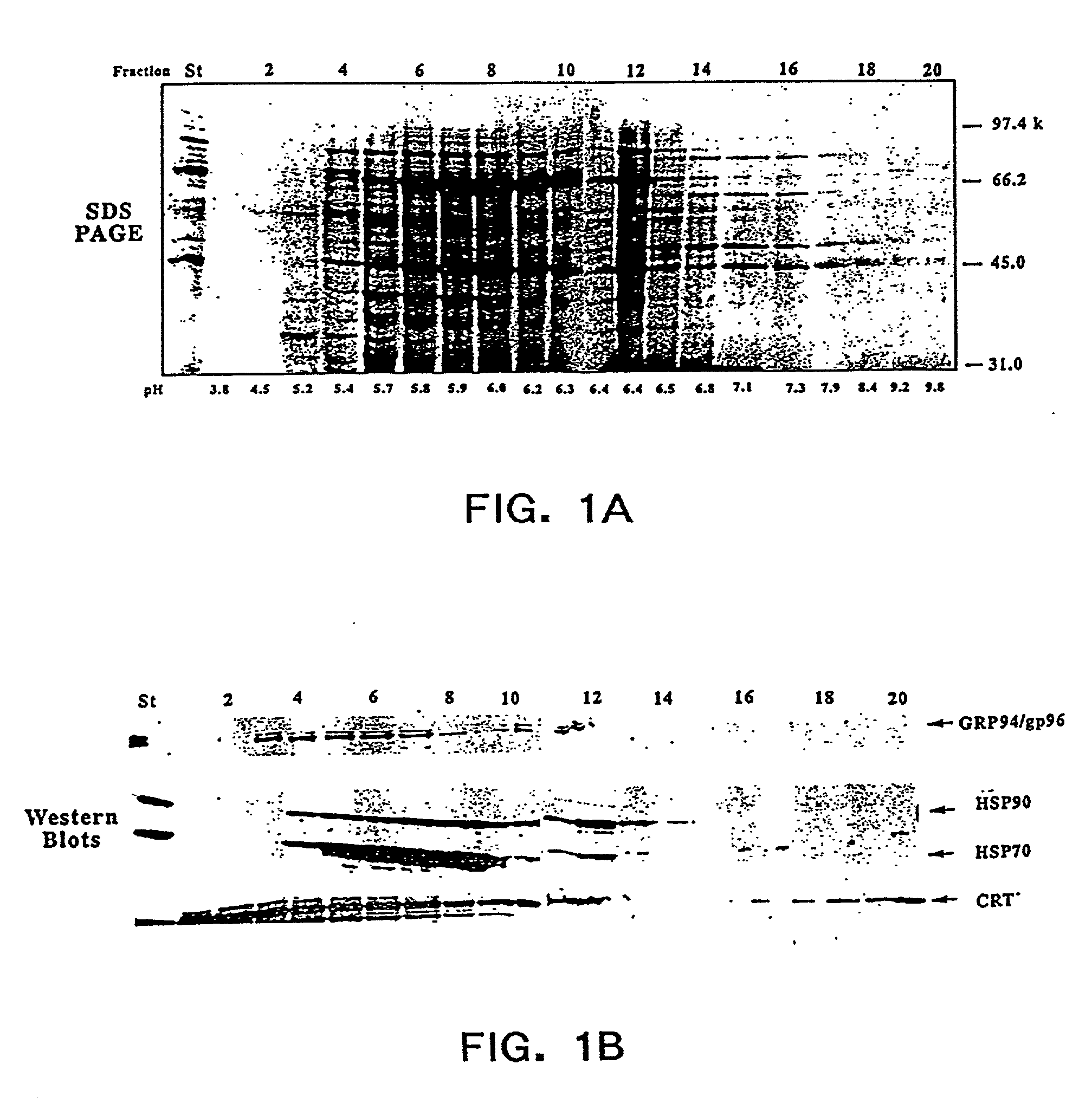 Methods of recovering chaperone proteins and complexes thereof