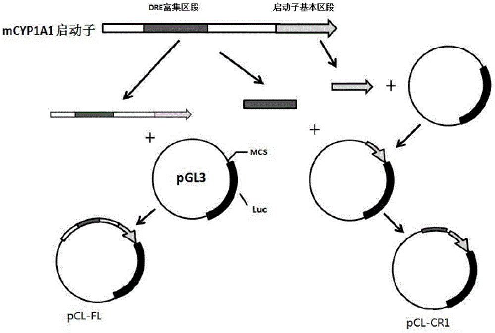 Recombinant vectors and cells for biological detection of dioxin-like substances