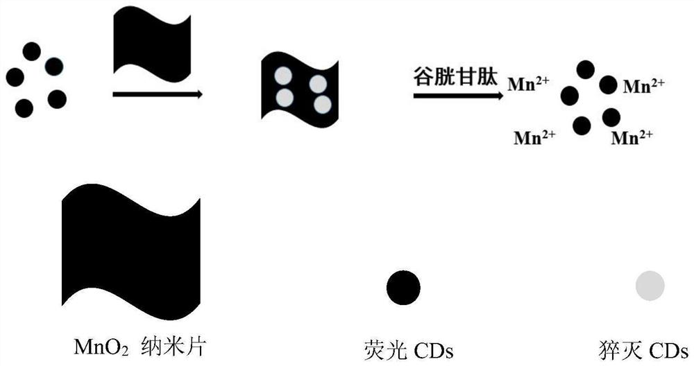 Preparation method and application of nitrogen-doped carbon quantum dot and manganese dioxide composite material