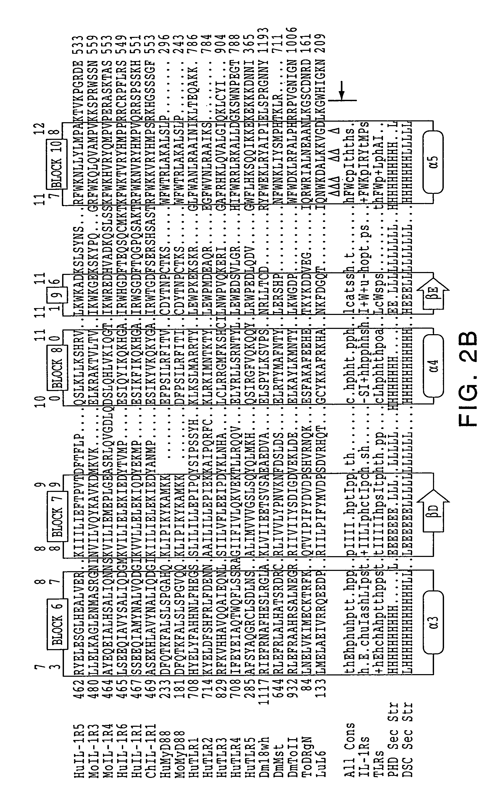 Human receptor proteins; related reagents and methods