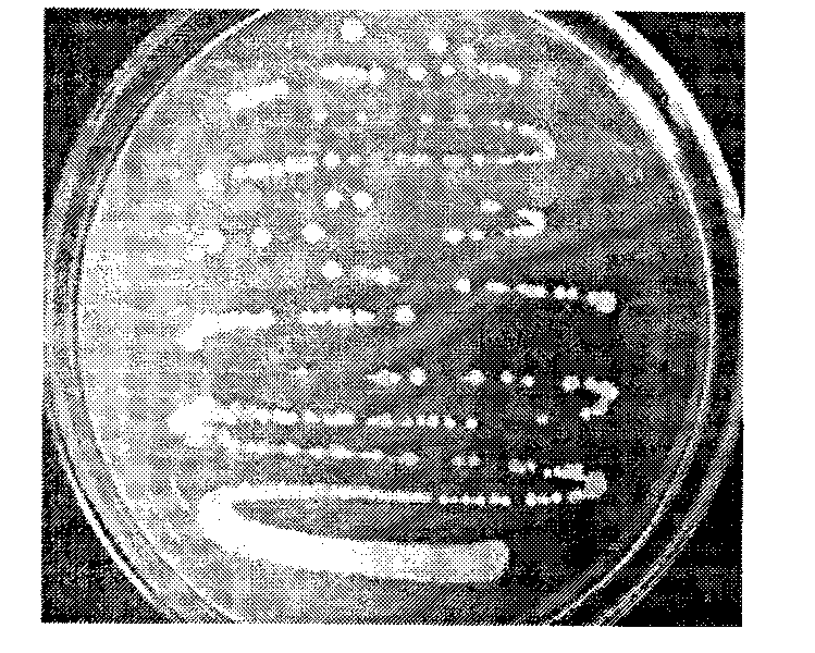 Staphylococcus saprophyticus and application thereof in producing fermented segmental pork