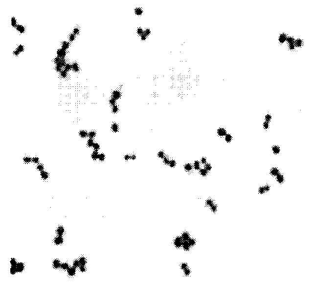 Staphylococcus saprophyticus and application thereof in producing fermented segmental pork