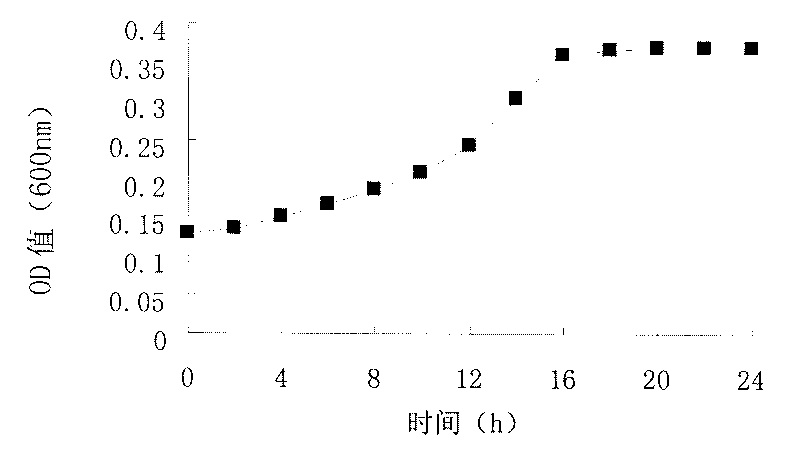 Staphylococcus saprophyticus and application thereof in producing fermented segmental pork