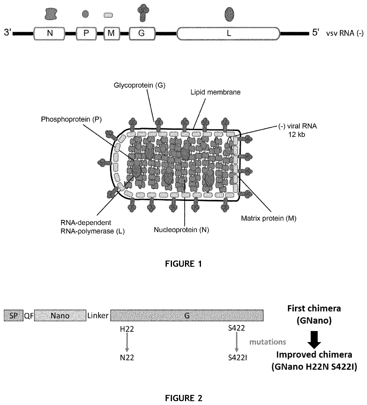 Mutant vsv ectodomain polypeptide and uses thereof