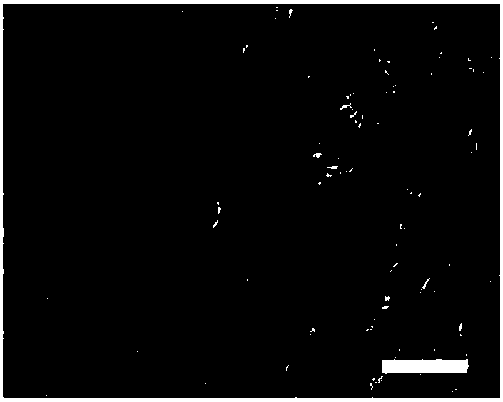 Assembling type cell-derived extracellular matrix membrane compound bone repairing material as well as preparation method and application thereof