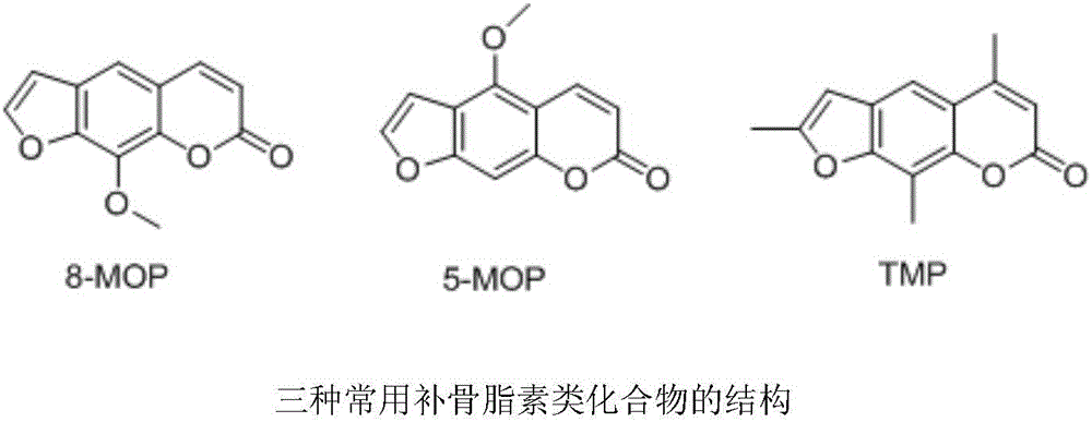 Psoralen schiff base derivatives and application