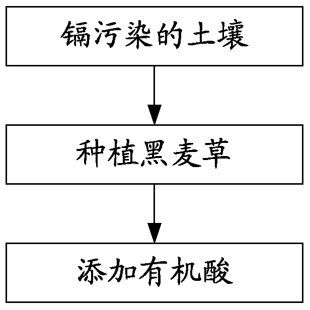 Phytoremediation method for soil with cadmium pollution