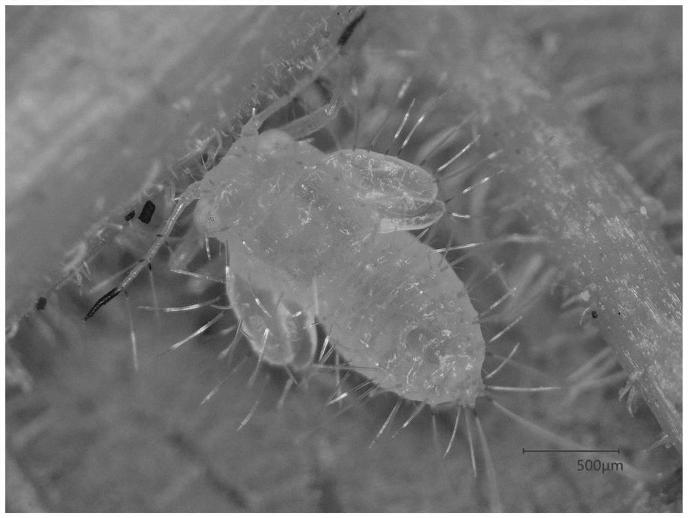 Paurocephala sauteri enderlein breeding method