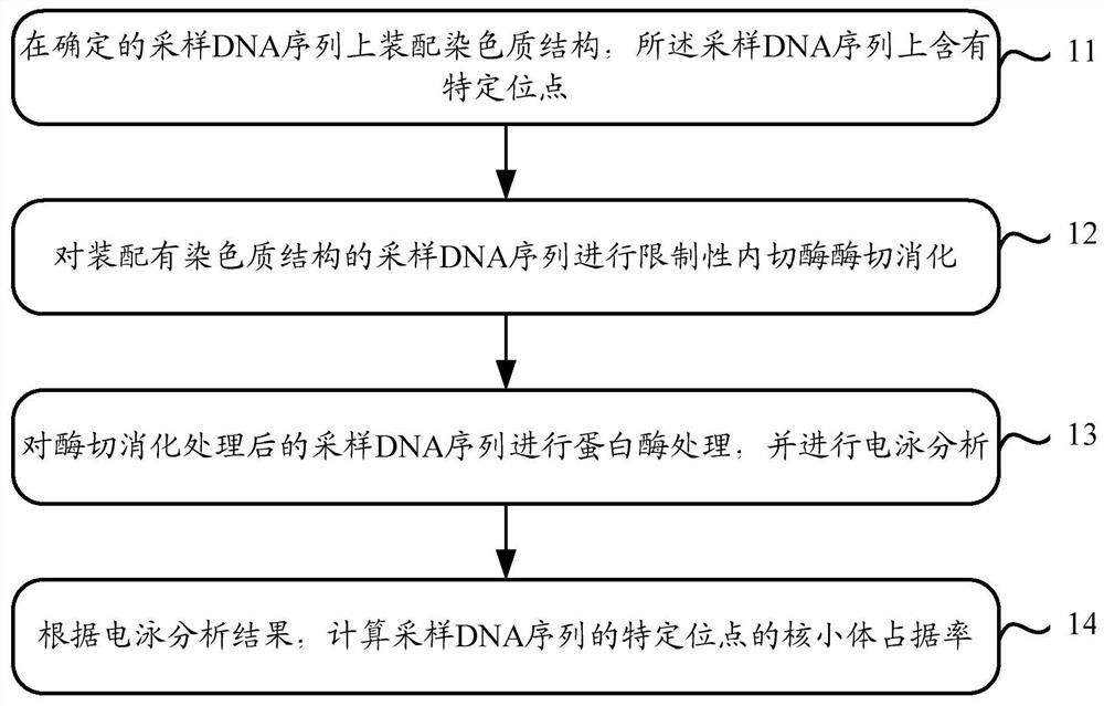 An assay for the ability to assemble chromatin structures at specific sites in DNA sequences