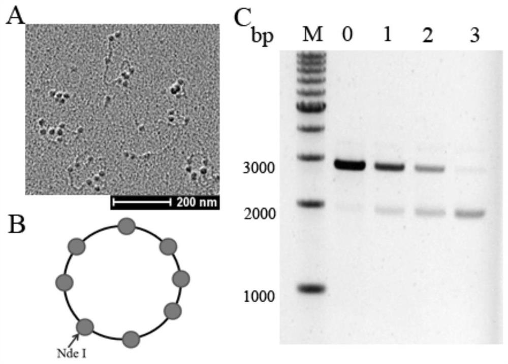 An assay for the ability to assemble chromatin structures at specific sites in DNA sequences