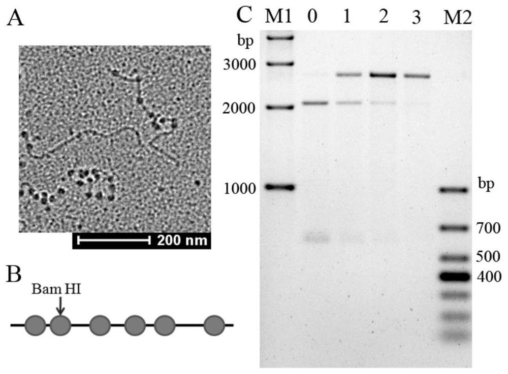 An assay for the ability to assemble chromatin structures at specific sites in DNA sequences