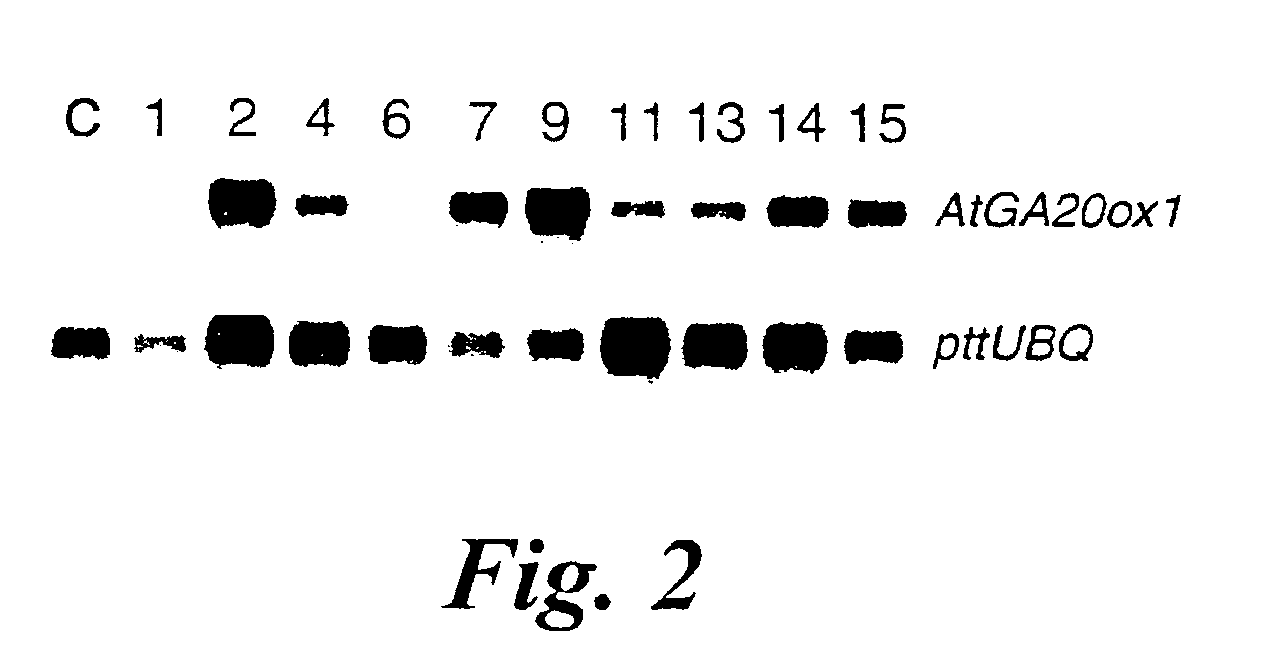 Transgenic trees exhibiting increased growth, biomass production and xylem fibre length, and methods for their production