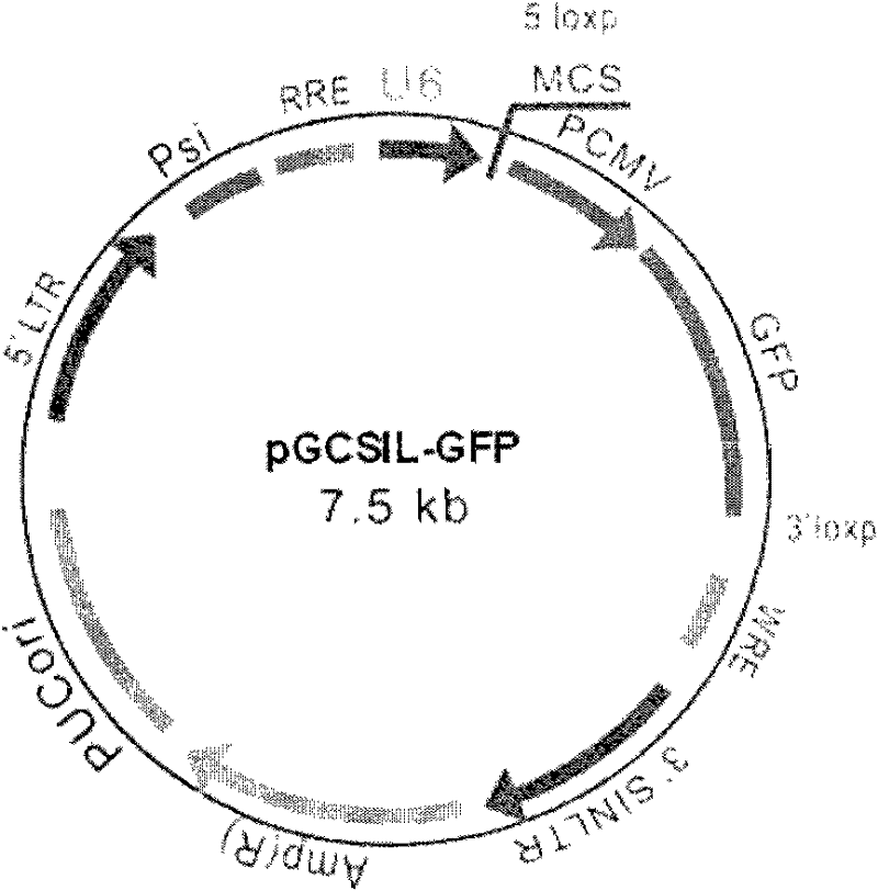 Construction and application of recombined lentivirus vector aiming at RNA interference of PKC gamma genes