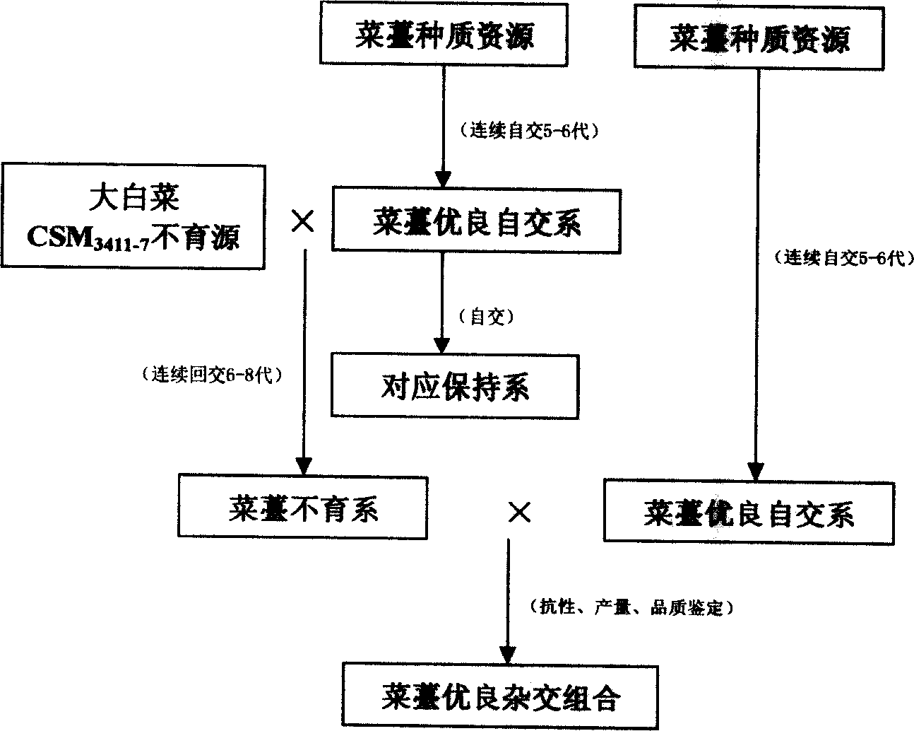 Method for bolt cytoplasma male sterility line breeding, reproduction andp reparing hybrid seed