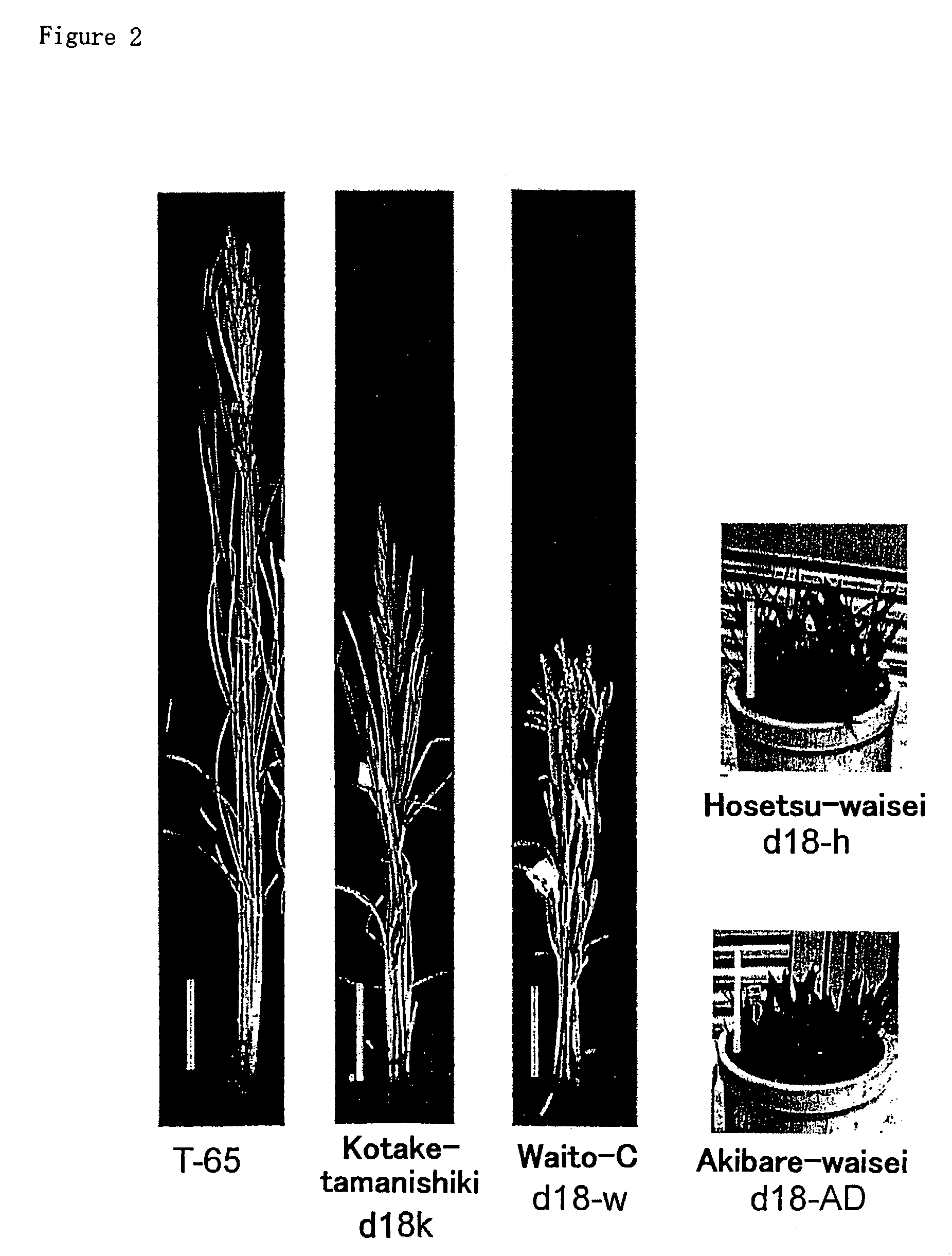 Gibberellin 3β-hydroxylase genes of rice and uses thereof