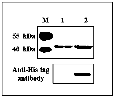 DNA (deoxyribonucleic acid) methyltransferase, and soluble heterologous expression method and isolation and purification method for DNA methyltransferase