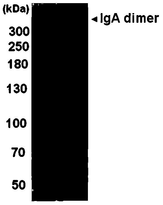 An anti-enterovirus ev71 IgA monoclonal antibody and its application