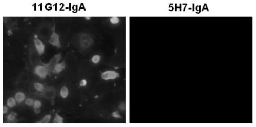 An anti-enterovirus ev71 IgA monoclonal antibody and its application