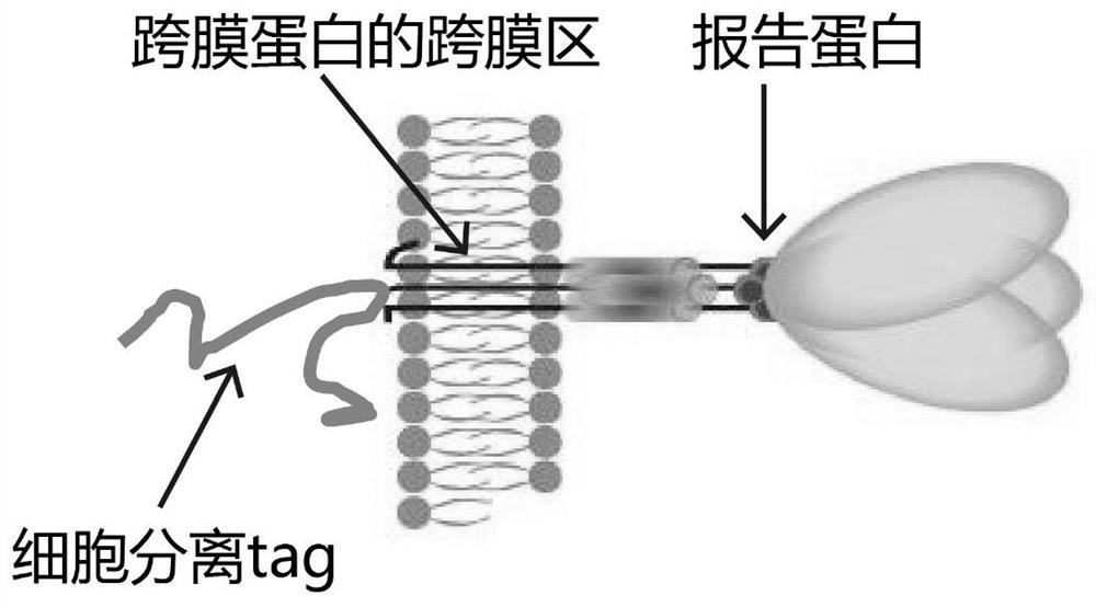 Free cell marking and separating probe as well as related product and application thereof