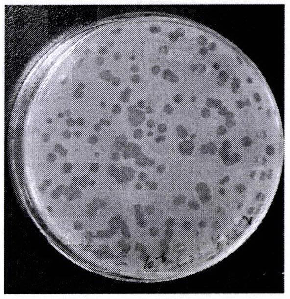 Efficient lytic phage vB-AsoP-yong of Aeromonas sobria and application of efficient lytic phage vB-AsoP-yong