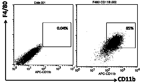 Application of classically activated macrophages in treatment of liver fibrosis