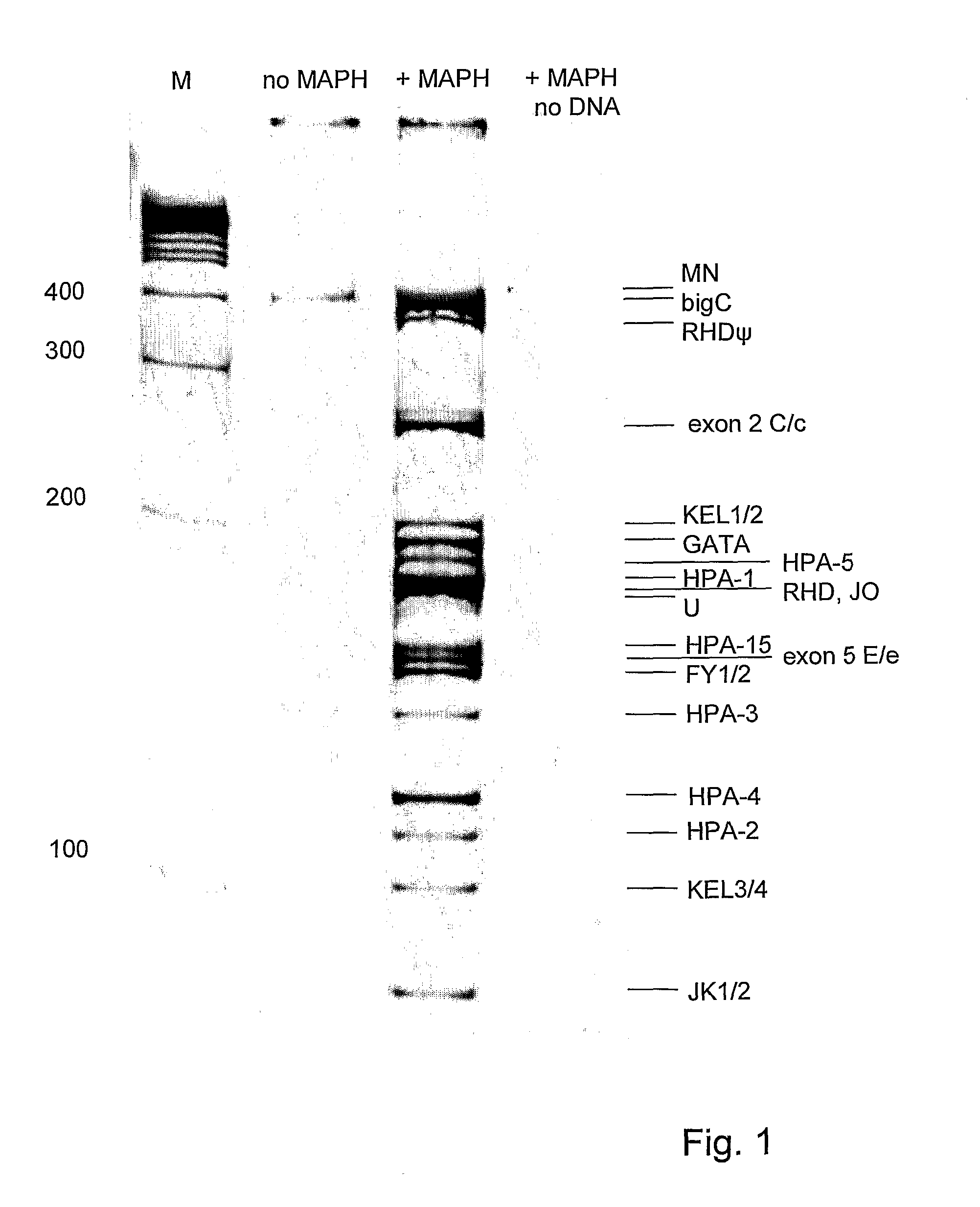 Method of Genotyping Blood Cell Antigens and Kit Suitable for Genotyping Blood Cell Antigens