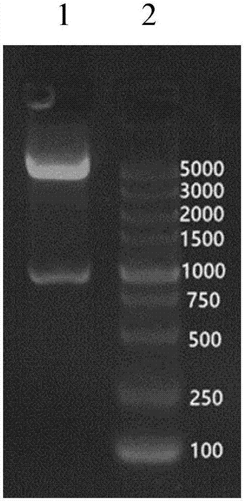 Recombinant helicobacter pylori protein vaccine and preparation method thereof