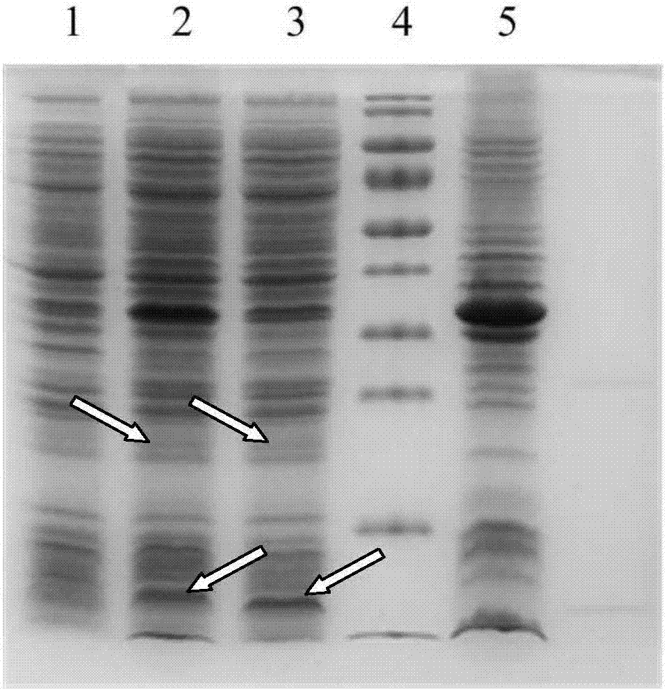 Recombinant helicobacter pylori protein vaccine and preparation method thereof