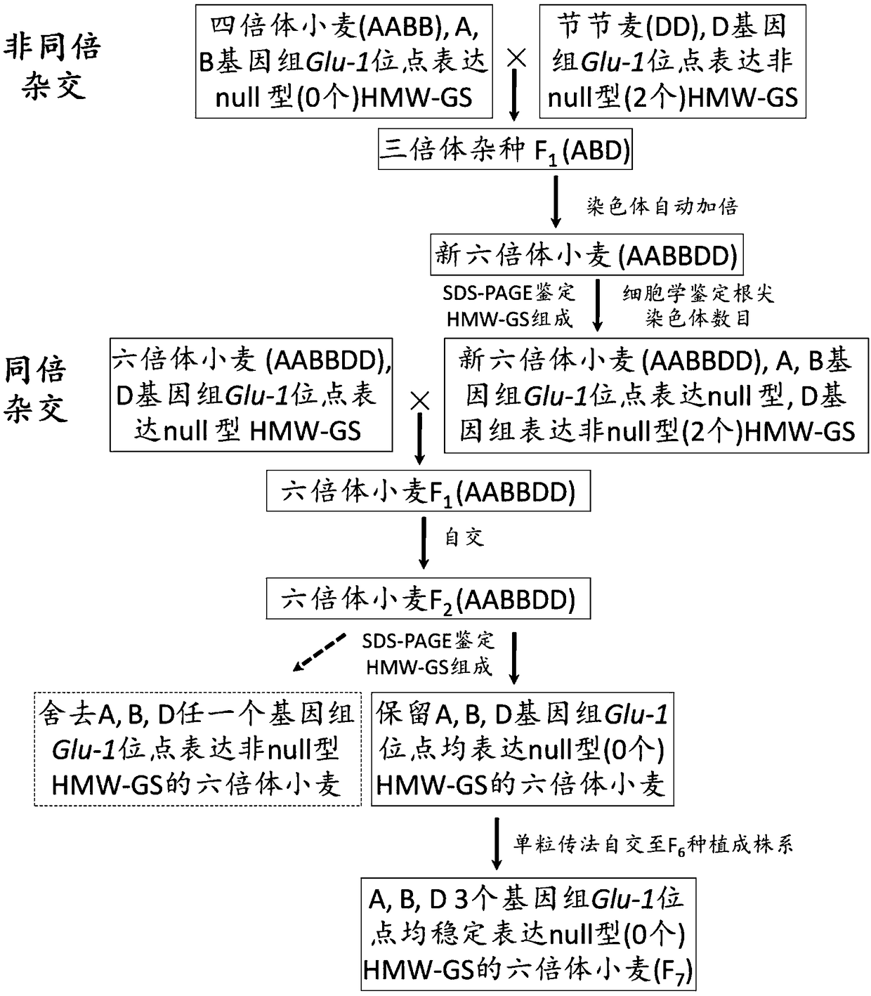 Preparation method of null type HMW-GS (High Molecular Weight Glutenin Subunits) wheat