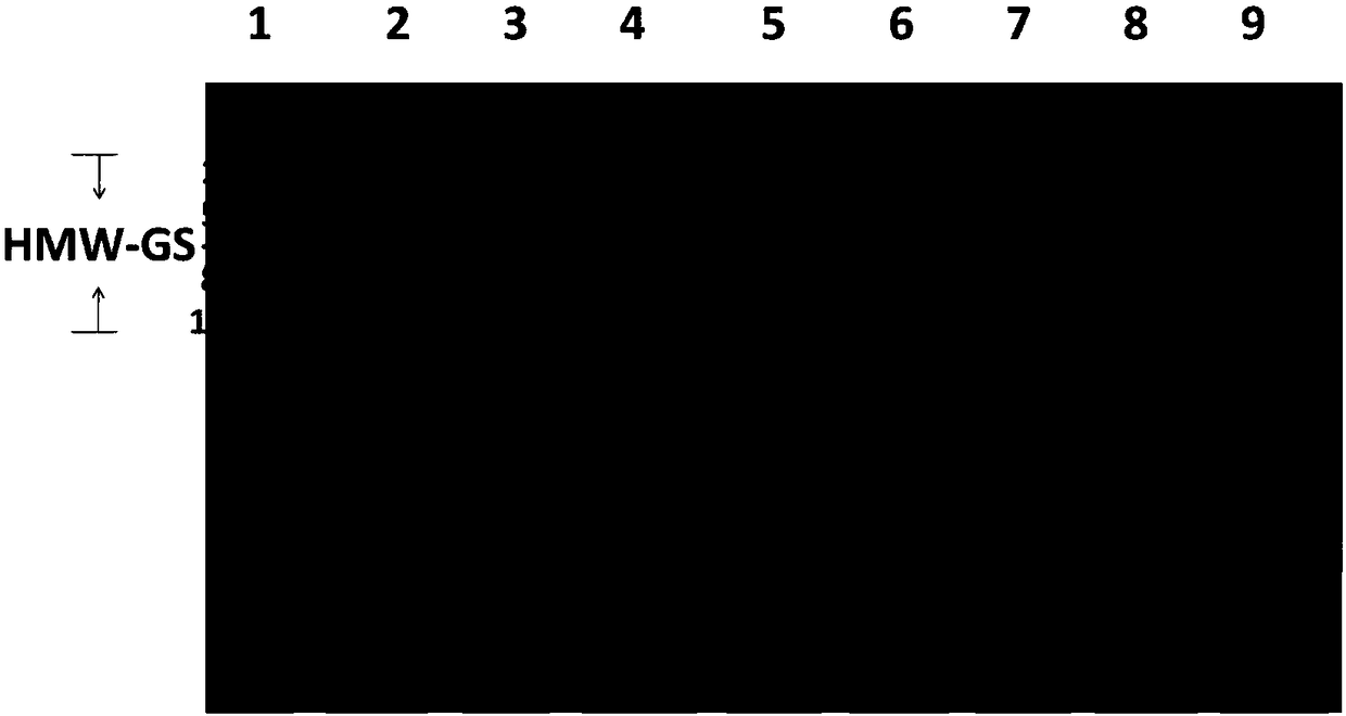 Preparation method of null type HMW-GS (High Molecular Weight Glutenin Subunits) wheat