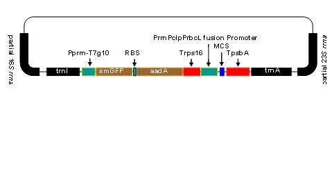 Method for genetic transformation of purple alfalfa chloroplast