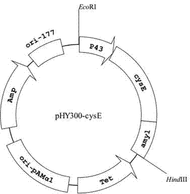 Bacillus licheniformis strain loaded with serine acetyl transferase gene as well as building method and application thereof