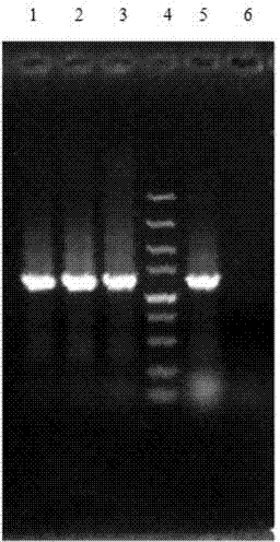 Bacillus licheniformis strain loaded with serine acetyl transferase gene as well as building method and application thereof