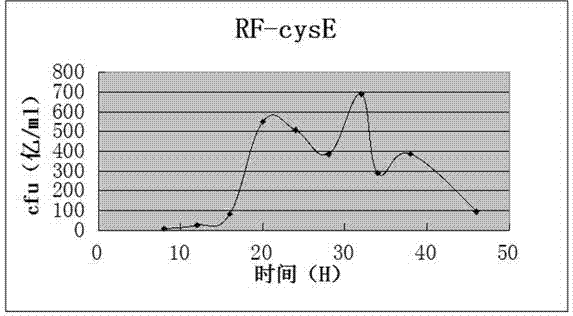 Bacillus licheniformis strain loaded with serine acetyl transferase gene as well as building method and application thereof