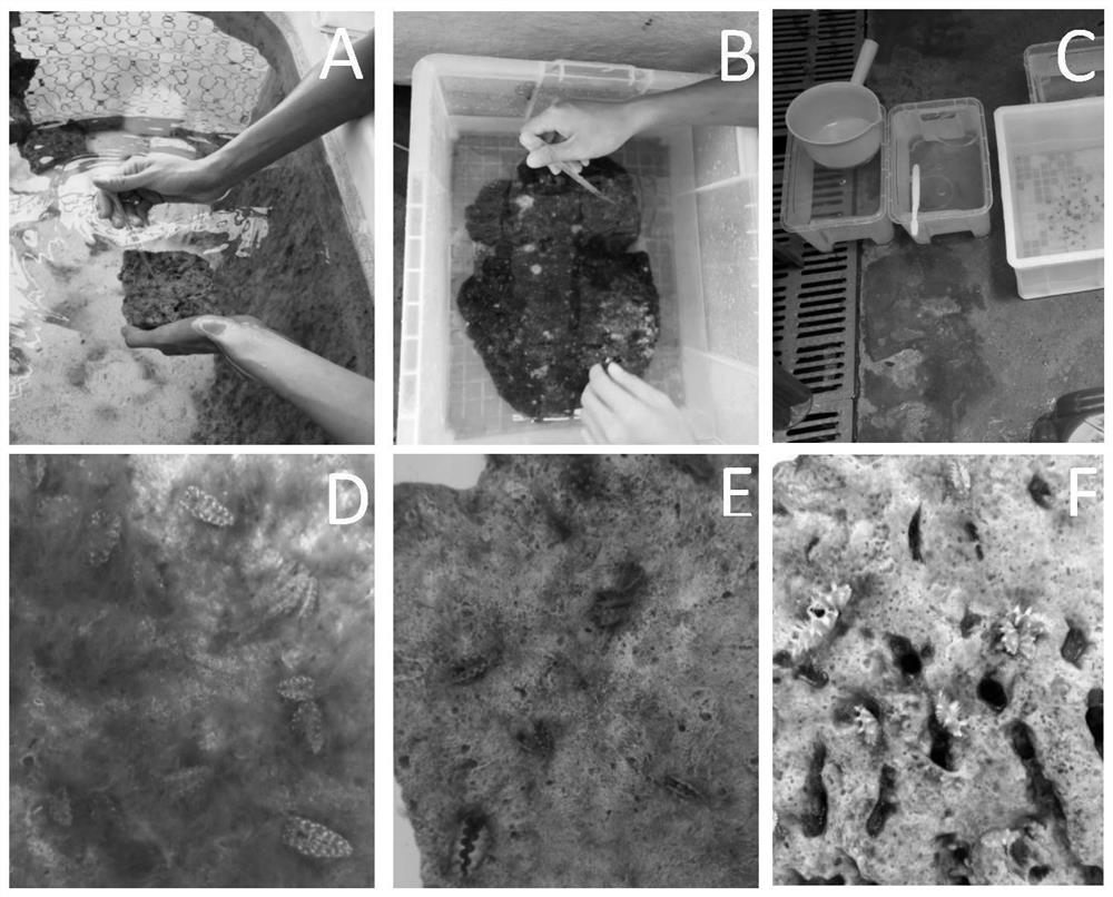 A method for controlling the outbreak of filamentous algae in large-scale production of giant clam seedlings