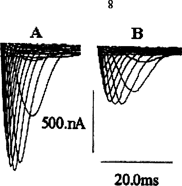 Scorpion peptide for treating arrhythmia and its preparing process and application