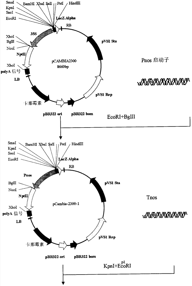 A cotton ion channel protein and its coding gene and application