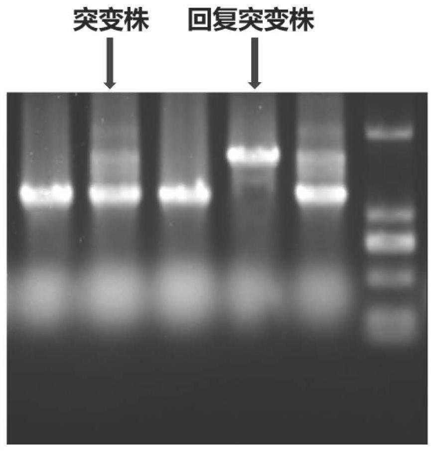 Method for catalytically synthesizing rhamnolipid by using exoenzyme