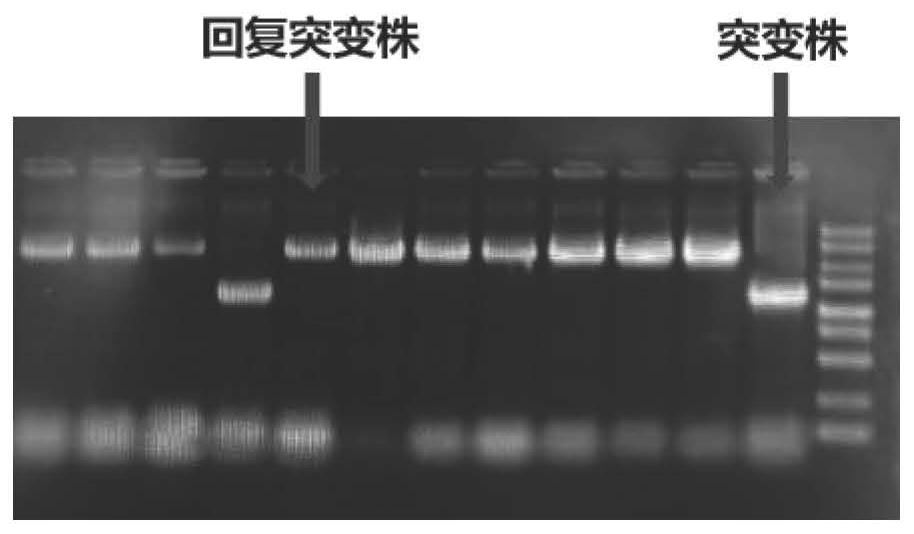 Method for catalytically synthesizing rhamnolipid by using exoenzyme