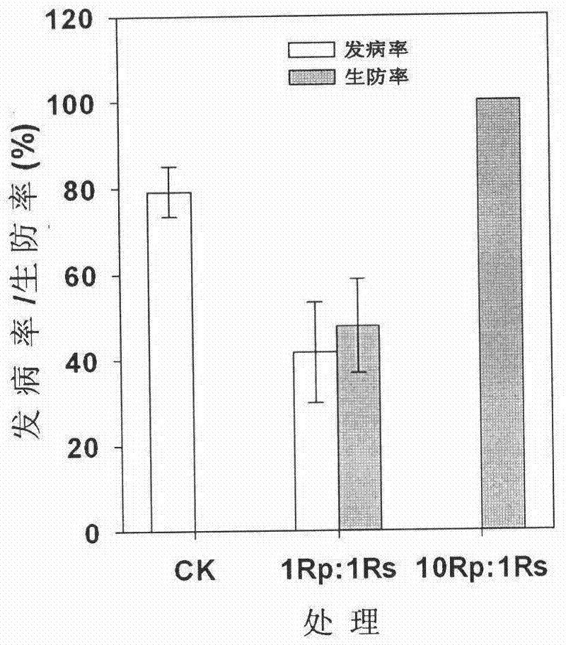 Microorganism plant vaccine capable of controlling tomato bacterial wilt disease