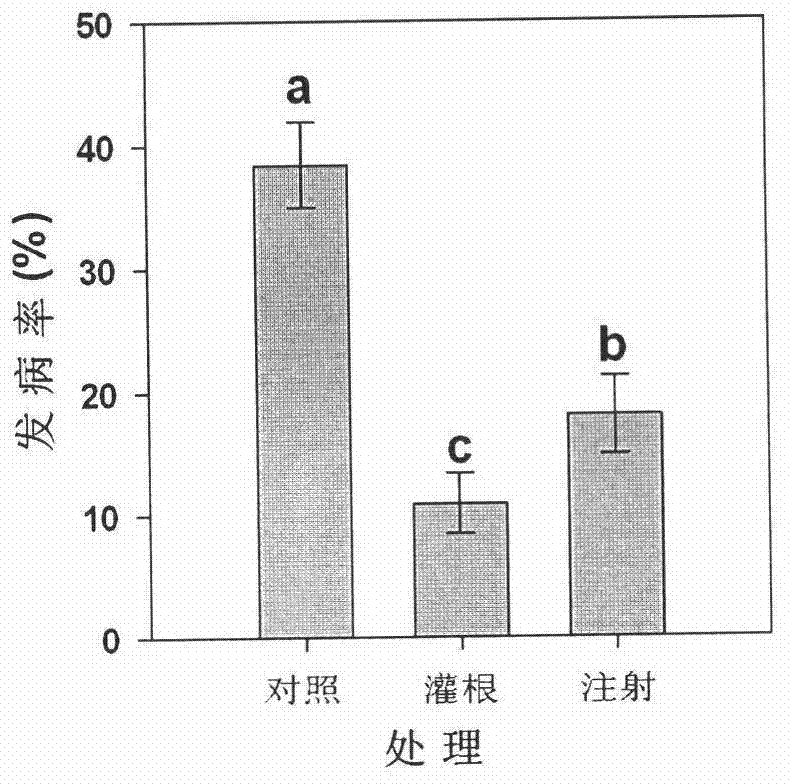 Microorganism plant vaccine capable of controlling tomato bacterial wilt disease