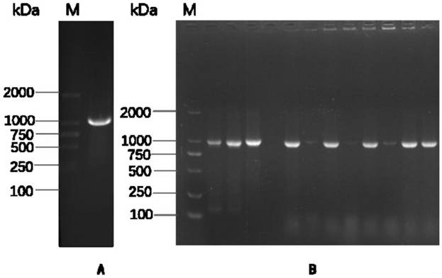 Hybridoma cell line 3g7 1B10, anti-GII.4 type norovirus P protein monoclonal antibody and application