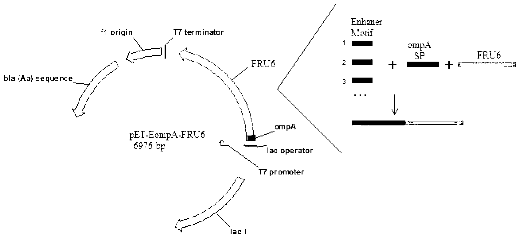 Small peptide strengthening mold sequence of strong secretory signal peptide and application thereof