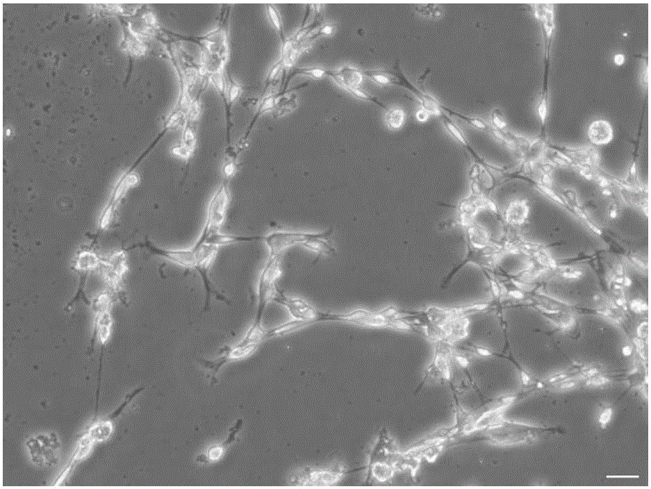 Naked mole rate Schwann cell culture method